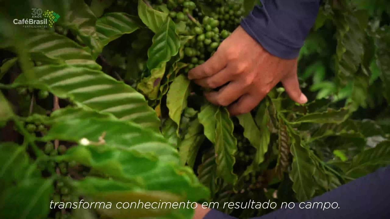 Close-up of coffee fruit on a farm